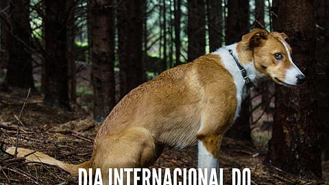 214 animais foram abandonados em Portugal este ano mas crimes de abandono e maus tratos estão a diminuir