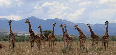 Afinal, não há só uma, mas sim quatro espécies de girafas