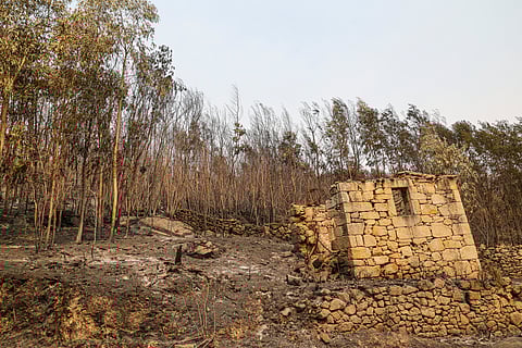 Fogo que começou em Arganil apresenta a maior área ardida de sempre em Portugal