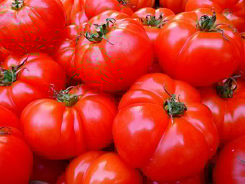 Portugal foi o terceiro maior produtor de tomate da UE em 2024