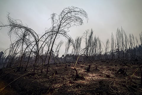 Da área ardida às causas: 10 números para entender os incêndios