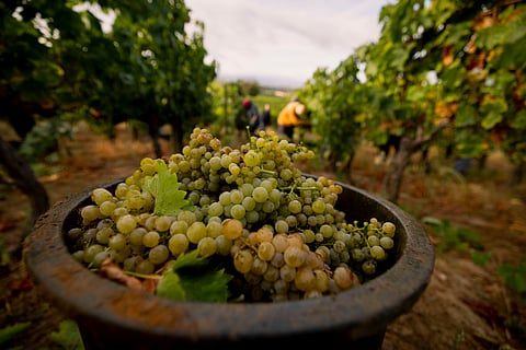Douro em vindima com perspetiva de quebra na colheita e boa qualidade