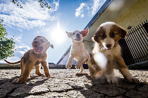 Lei da Proteção aos Animais foi aprovada em 1995, mas ainda teve um aditamento em 2022, que introduziu a proibição de tiro desportivo aos pombos.