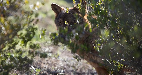 Falta de alimento após incêndios leva lobos a atacar rebanhos perto das populações