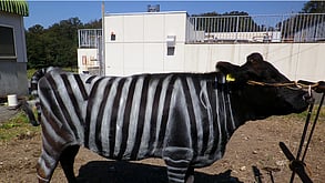 Pode o álcool ajudar a aprender línguas estrangeiras? E pintar riscas nas vacas protege-as de picadas?