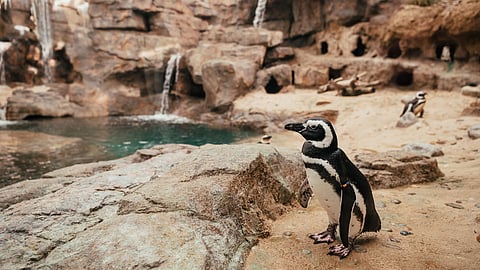 Os pinguins do Oceanário estiveram isolados nove meses. Finalmente estão de volta