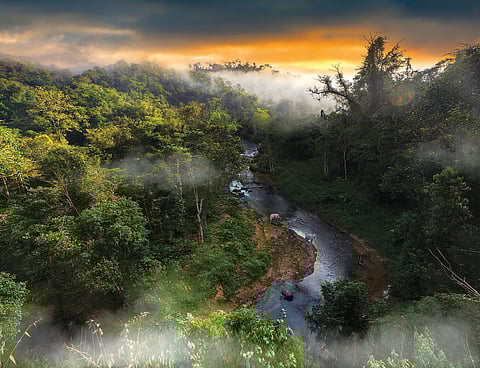 O Vale dos Elefantes Selvagens, localizado em Xishuangbanna, na província de Yunnan, é uma reserva criada para proteger os elefantes-asiáticos, onde os visitantes podem observar as manadas de perto a partir dos passadiços suspensos e conhecer o ecossistema único da floresta tropical.