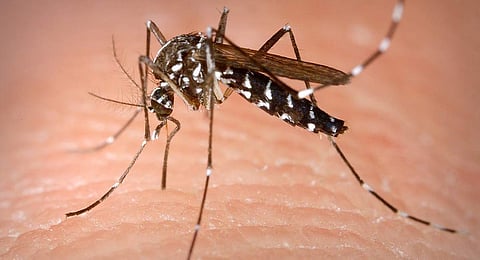 Mosquito-tigre identificado em Vila Verde. Não foram detetados casos de transmissão de doenças