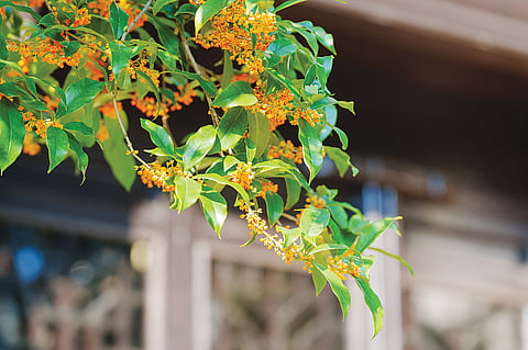 O osmanthus