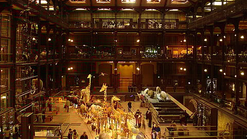 Detida suspeita de roubo de ouro do museu de História Natural de Paris