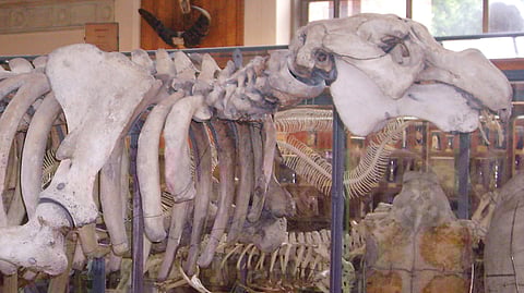 Do último suspiro de um gigante do Pacífico nasceu uma ideia de extinção