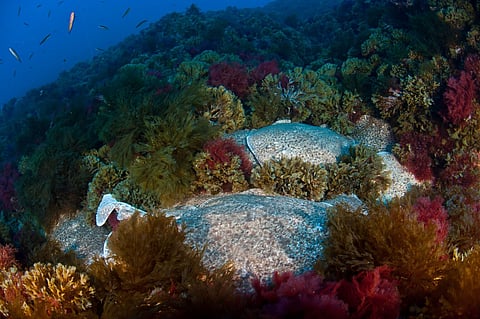 O monte submarino Gorringe é um hotspot de biodiversidade