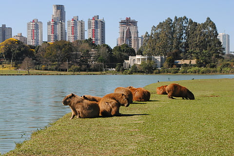 Curitiba era a única capital do sul do Brasil sem rota direta de Lisboa.