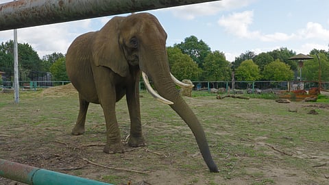Kariba nasceu no Zimbabué e está em zoos europeus há 40 anos. Será a primeira inquilina do santuário para elefantes no Alentejo.