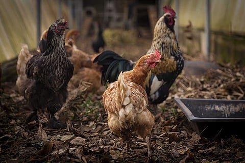 Risco de disseminação da gripe das aves é elevado, avisa Direção-Geral de Alimentação e Veterinária