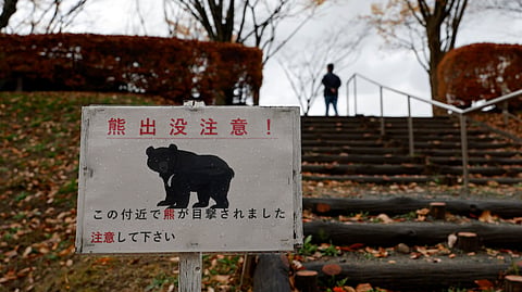 Um problema de ursos. Japão abateu 14 mil após onda de ataques mortíferos