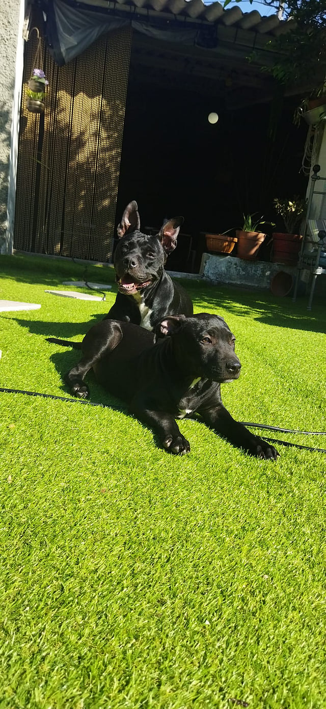 Luna tinha 12 anos e Ozzy quatro meses. Pesavam 15 e 30 quilos, respetivamente