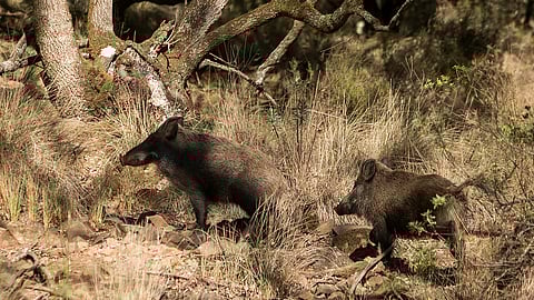 Peste suína africana em Espanha eleva alerta em Portugal