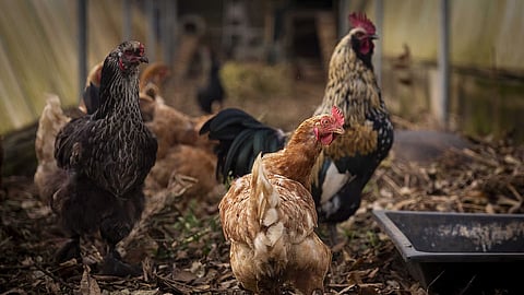 Bruxelas atualiza medidas contra a gripe aviária após registar 74 novos casos