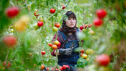 Hamideh Jafari: memórias individuais e coletivas.
