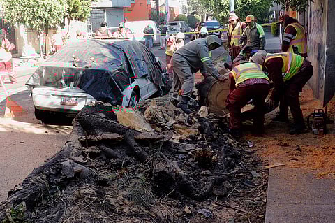 Autoridades reagem perante árvore caída após terramoto.