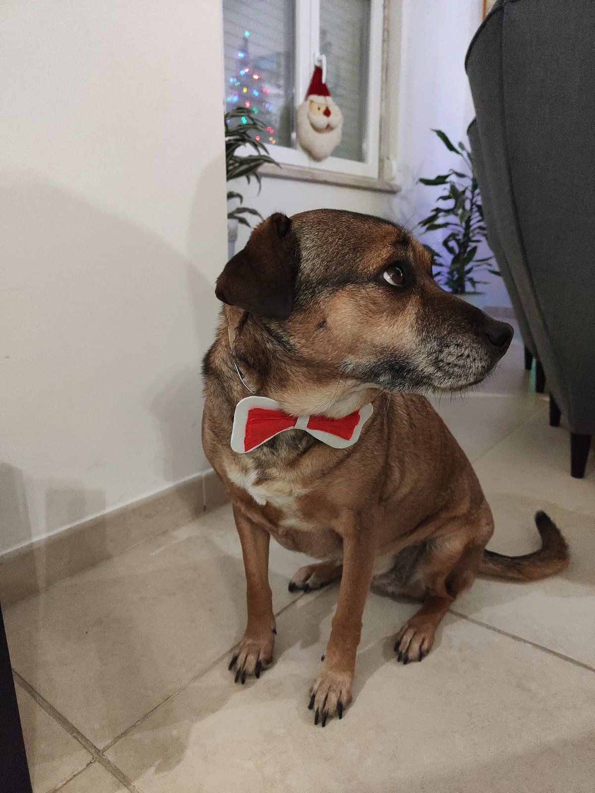 Electrocuted dog: Lisbon City Council rejects responsibility and calls death an "unforeseeable event" caused by the storm