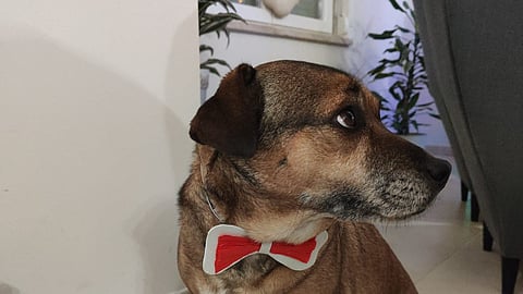 Mel morreu eletrocutada a 15 de novembro de 2025