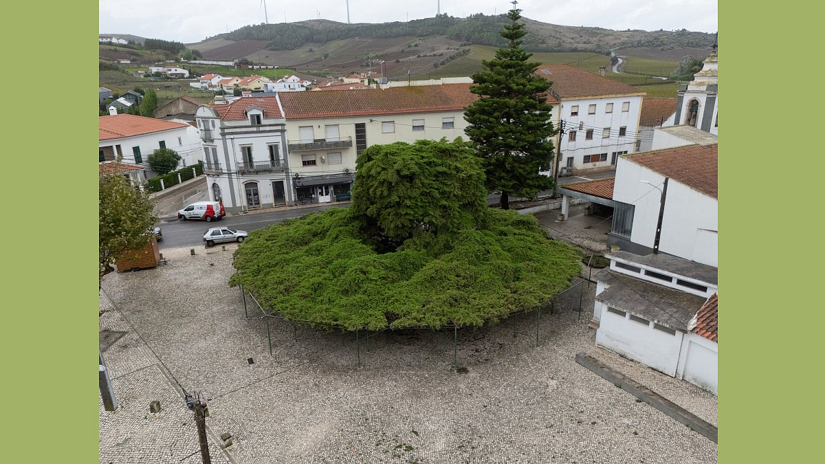 Torres Vedras: 75-year-old cedar from Runa wins Tree of the Year contest