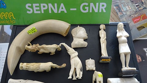 Peças de marfim apreendidas pelo Serviço de Proteção da Natureza e do Ambiente.