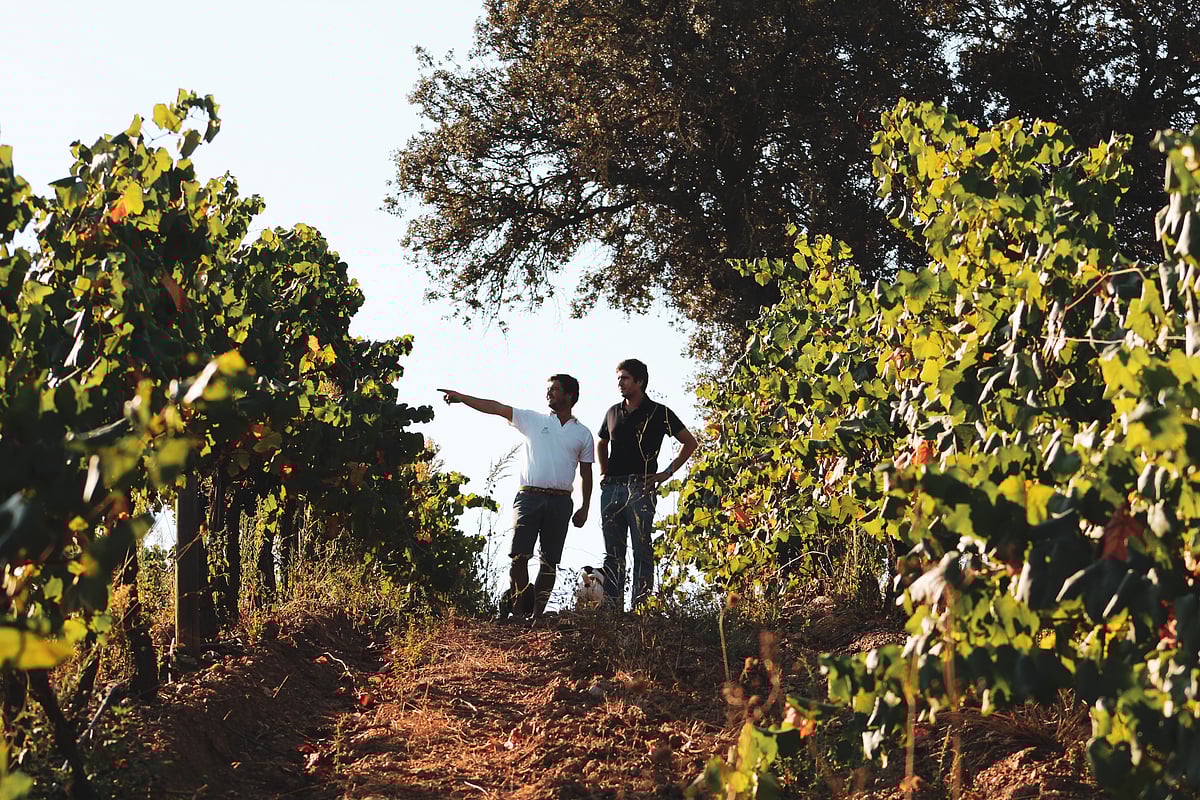 Casa Relvas' olive oil secures the country's first sustainability seal