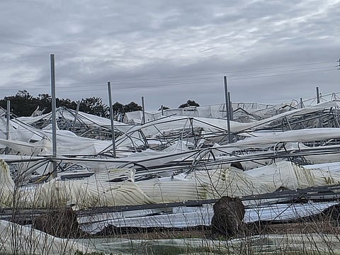 Mau tempo: agricultores temem colapso financeiro