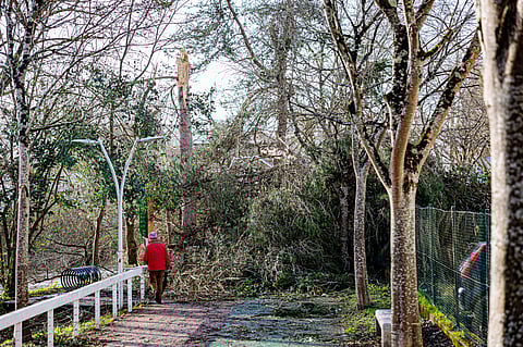 Mais de três mil quilómetros de caminhos florestais desobstruídos