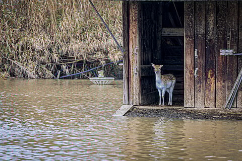 Eurobarómetro diz que portugueses são os cidadãos da UE mais preocupados com as catástrofes naturais