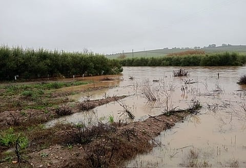 “Tudo o que é demais não presta.” Semanas de chuva intensa deixam campos em Serpa inundados