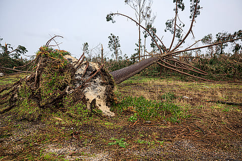 Árvore arrancada pela raíz da zona da Marinha Grande.