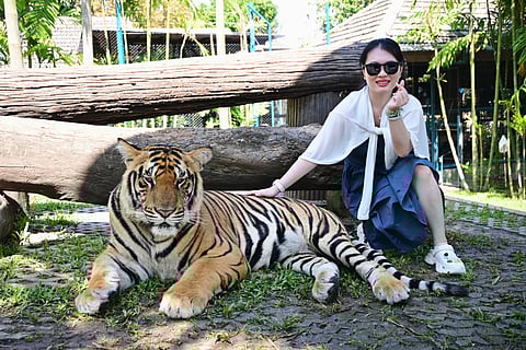 No parque os tigres viviam as pessoas podem tocar nos animais e tirar fotos, algo criticado por ONGs.