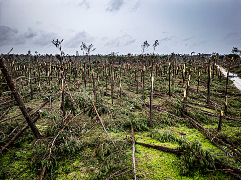Risco de incêndios é maior nas zonas atingidas pela depressão Kristin