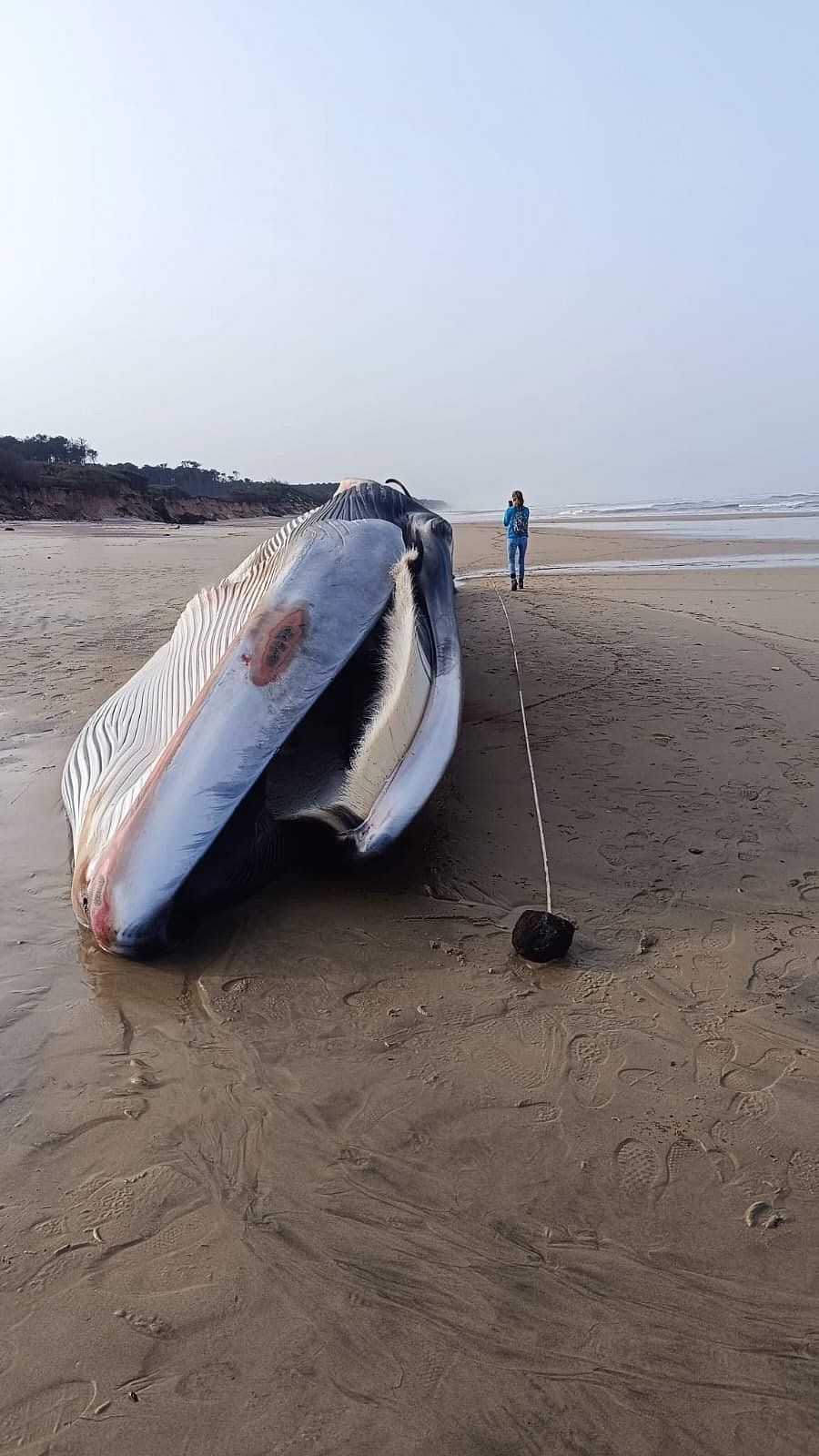 Baleia com quase 20 metros deu à costa em praia de Ovar
