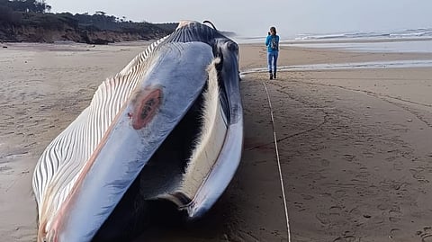 Baleia com quase 20 metros deu à costa em praia de Ovar