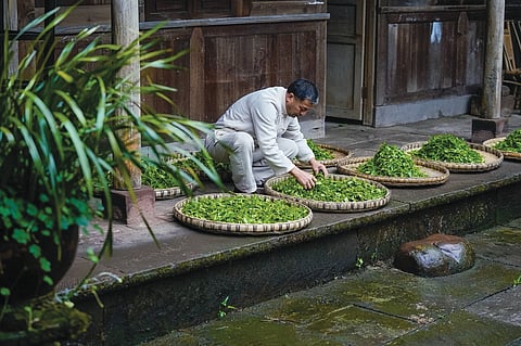 Um produtor do Chá de Mengshan espalha folhas recém-colhidas para secar, seguindo métodos tradicionais. A técnica tradicional de produção do Chá de Mengshan está inscrita na lista nacional do Património Cultural Imaterial da China.