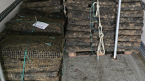 GNR apreendeu cerca de uma tonelada de ostras em Ílhavo