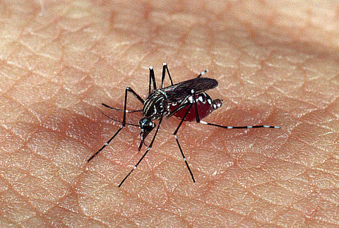 Mosquito aedes albopictus transmite chicungunya e está identificado em Portugal desde 2017.