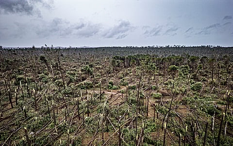 Mau tempo: Bruxelas aprova ajudas estatais de 250 milhões para setor florestal em Portugal