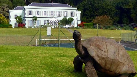 A tartaruga Jonathan é considerada o animal terrestre mais velho do mundo