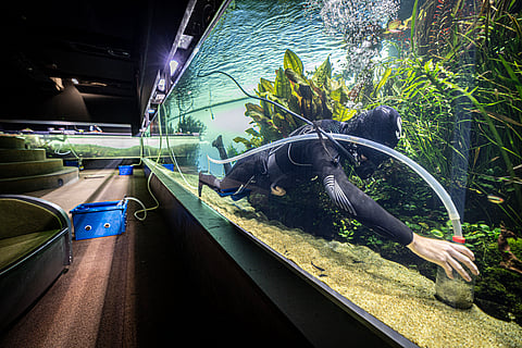 A manutenção dos tanques da exposição ocorre todos os dias, das 06:00h da manhã até pouco antes das 09:00h, quando o Oceanário abre ao público.