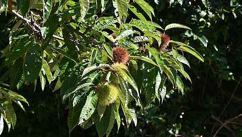 Portugal é um dos países europeus expotadores de castanha.
