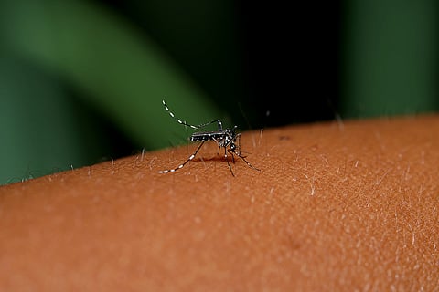 Doença provocada pelo mosquito Aedes aegypti provocou 5600 mortes em Lisboa, em 1857. 