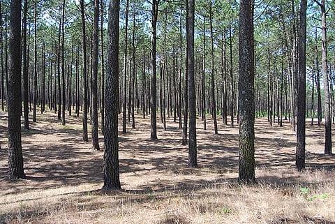 Mata Nacional de Leiria