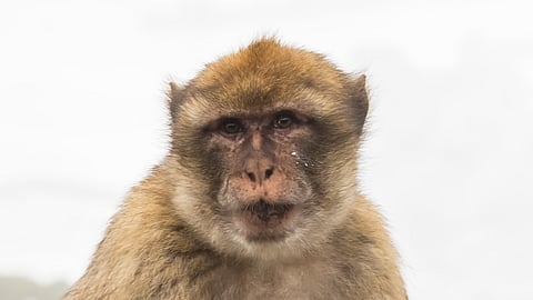 Macacos-de-Gibraltar andam a comer terra para melhor digerir a comida de plástico dada pelos turistas