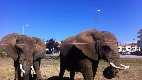 Julie (esq.), com a perda da sua companheira Samba, ficou só. Agora, já 'reformada' vai estrear o Santuário do Pangea, onde conhecerá Kariba. Com o tempo, poderá conhecer mais seis dezenas de elefantes naquelas terras do Alentejo.